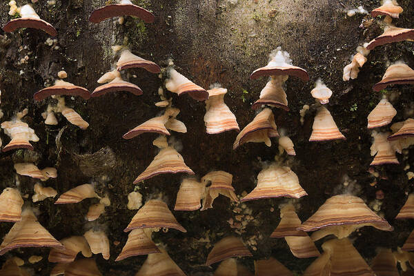 Fungus Art Print featuring the photograph Hanging On by Mike Eingle