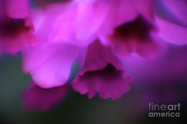 Anther Art Print featuring the photograph Hanging Purple Tropical Flowers Up Close- Kauai- Hawaii by Rick Bures