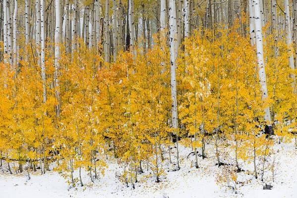 Snow Art Print featuring the photograph Happy Fall by Chuck Jason