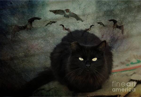 Black Cat Art Print featuring the photograph Happy Halloween by Eva Lechner