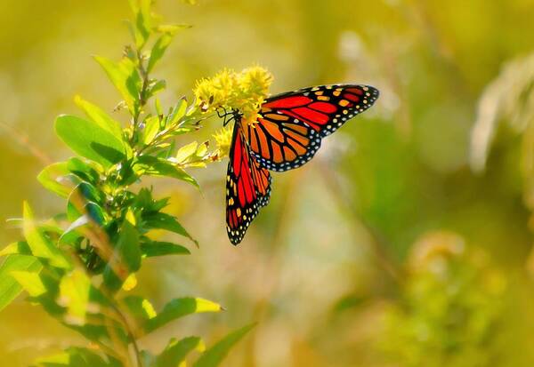 Happy Wings Art Print featuring the photograph Happy Wings by Diana Angstadt