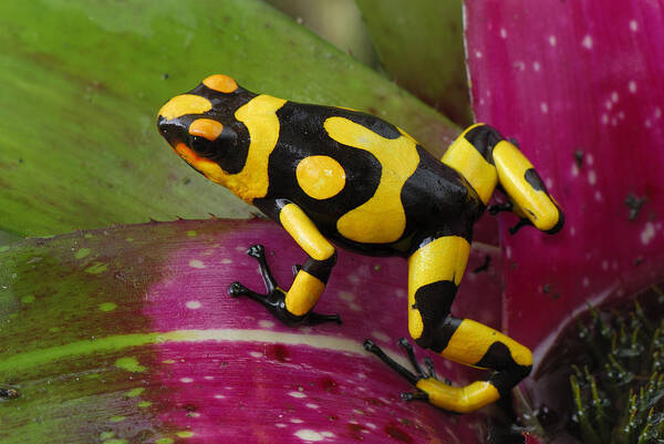 00785729 Art Print featuring the photograph Harlequin Poison Dart Frog by Thomas Marent