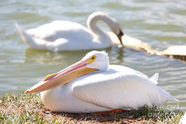 Swan Art Print featuring the photograph Harmony by Carol Groenen