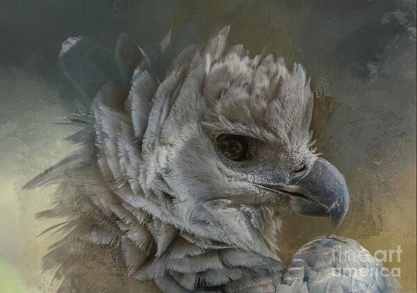 Harpy Eagle Art Print featuring the photograph Harpy Eagle by Eva Lechner
