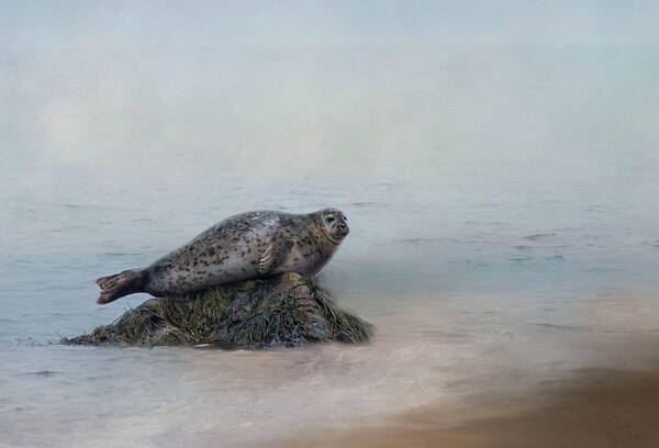 Seal Art Print featuring the photograph Hauling Out by Robin-Lee Vieira