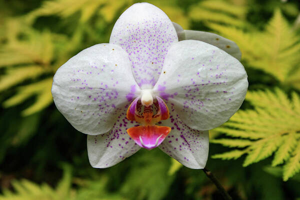 Orchid Art Print featuring the photograph Hawaii Orchid 1 by Matt Sexton