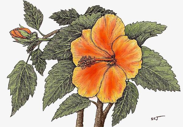 Hibiscus Art Print featuring the digital art Hawaiian Hibsiscus orange by Stephen Jorgensen