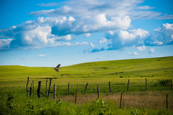 Nature Art Print featuring the photograph Hawk and Flint Hills by Jeff Phillippi