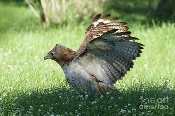 Hawk Art Print featuring the photograph Hawk on the Ground 3 by Robert Alter Reflections of Infinity