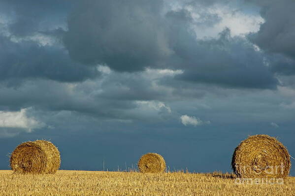 Agricultural Art Print featuring the photograph Hay bales in harvested corn field by Sami Sarkis