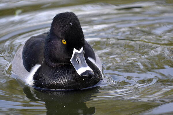 Ring-necked Duck Art Print featuring the photograph Heading For Shore by Fraida Gutovich