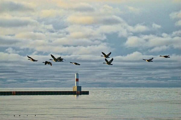 Canadian Geese Art Print featuring the photograph Heading South 898 by Michael Peychich