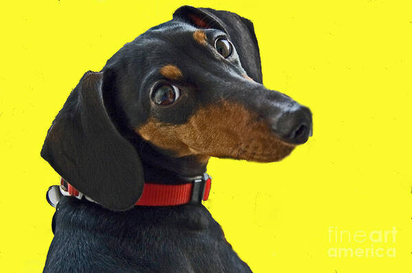 Dog Art Print featuring the photograph Headshot of Dacshund by Allan Einhorn