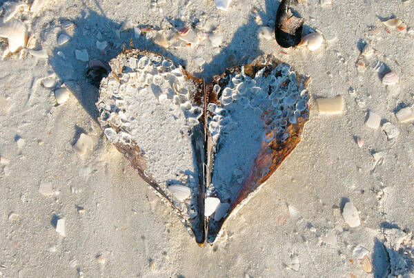 Heart Art Print featuring the photograph Heart on the Beach by Mike Evangelist