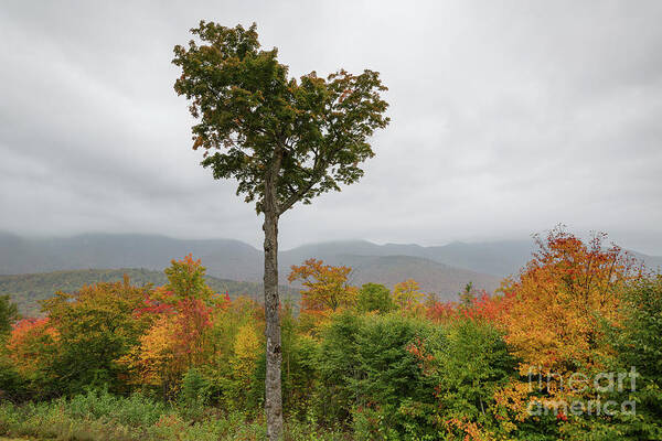 Autumn Art Print featuring the photograph Heart Tree - Kancamagus Highway, New Hampshire by Erin Paul Donovan