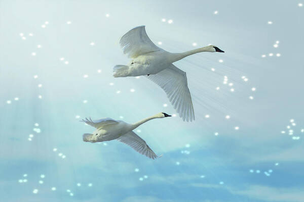 Swans Art Print featuring the photograph Heavenly Swan Flight by Patti Deters