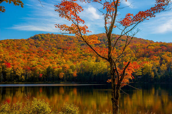 Maple Tree Art Print featuring the photograph Heights of Autumn by Tim Kirchoff