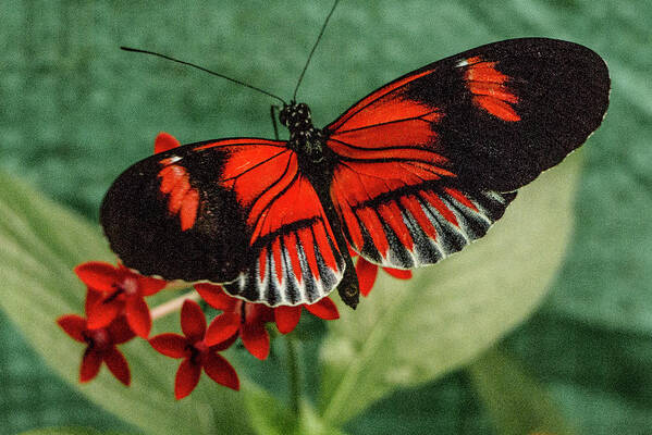 Heliconius Erato Art Print featuring the photograph Heliconius Erato, Red Postman Butterfly by Venetia Featherstone-Witty