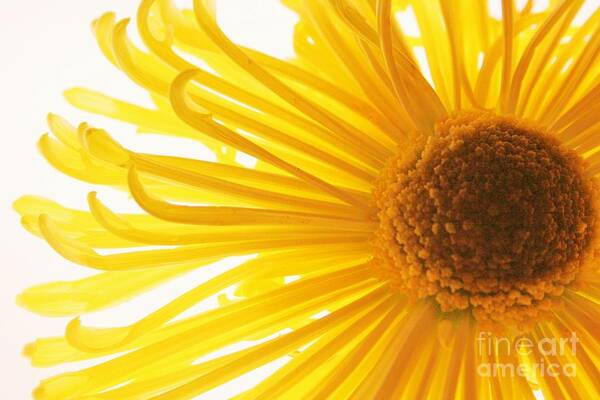 Daisy Art Print featuring the photograph Hello Sunshine by Julie Lueders 