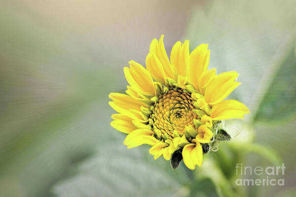 Flower Art Print featuring the photograph Hello Sunshine by Sharon McConnell
