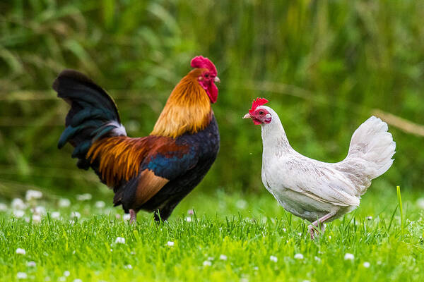 Hen And Chicks Art Print featuring the photograph Hen And Rooster by Paul Freidlund