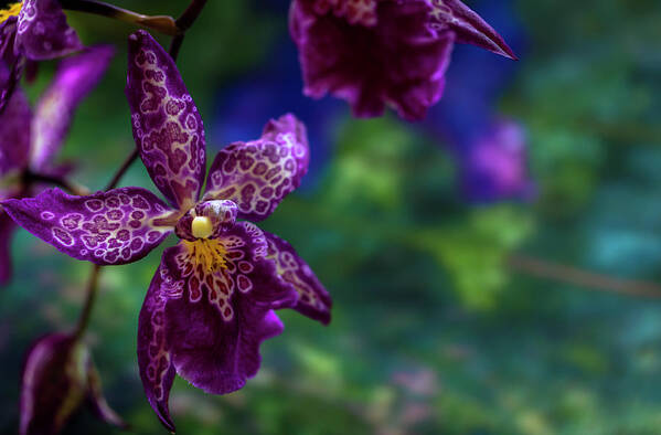 Orchids Art Print featuring the photograph Her Majesty by Jade Moon