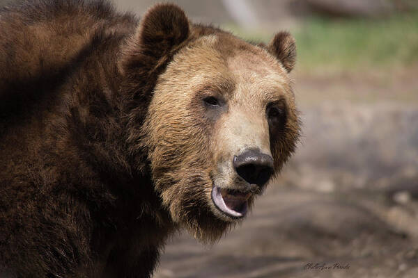 Grizzly Bear Art Print featuring the photograph Here's Looking at you by ChelleAnne Paradis