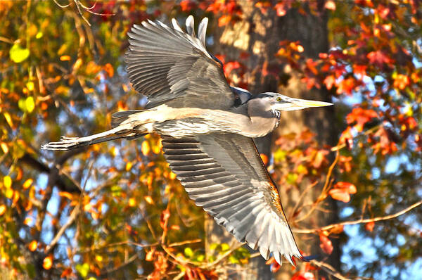 Great Blue Heron Art Print featuring the photograph Heron Against Fall Foliage by Don Mercer