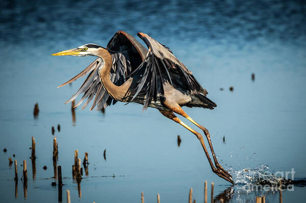 Heron Art Print featuring the photograph Heron Take Off by Joann Long