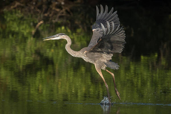 Heron Art Print featuring the photograph Heron taking off by Kevin Giannini