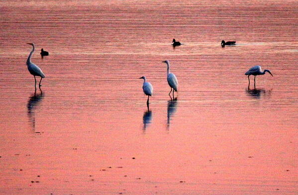 Herons At Sunrise Art Print featuring the photograph Herons at Sunrise by Suzanne DeGeorge