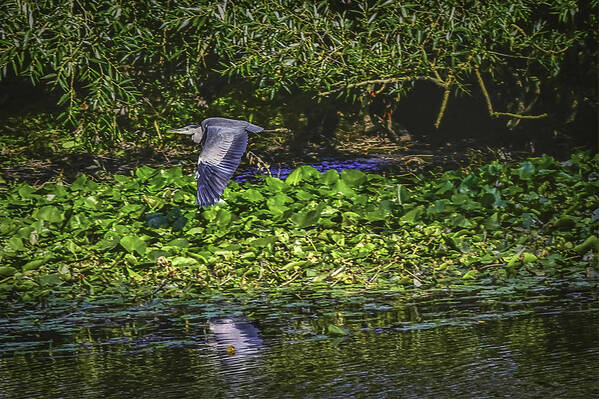 Heron's Escape Art Print featuring the photograph Heron's escape #h8 by Leif Sohlman