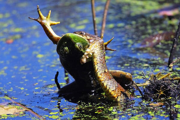 Green Frog Art Print featuring the photograph Hey Mom Whats for Dinner by Dawn J Benko