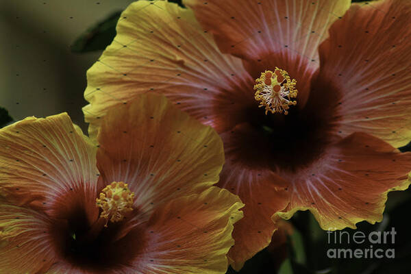 Flowers Art Print featuring the photograph Hibiscus by Lori Mellen-Pagliaro