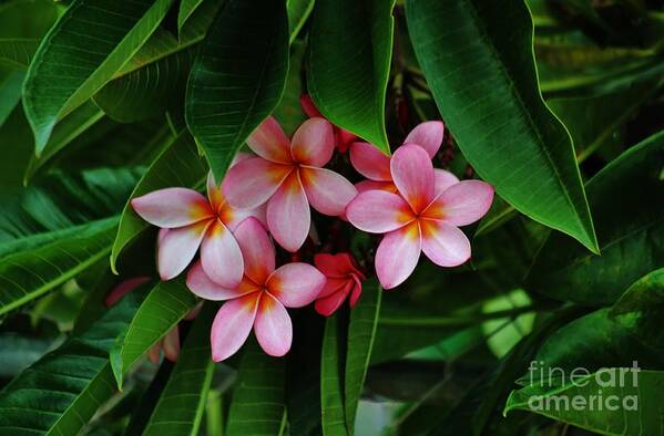 Plumeria Art Print featuring the photograph Hidden Beauties by Craig Wood