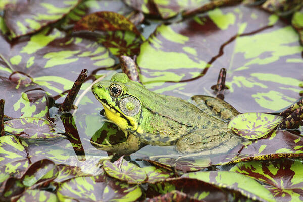 Northern Green Frog Art Print featuring the photograph Can you see me? by Marina Kojukhova