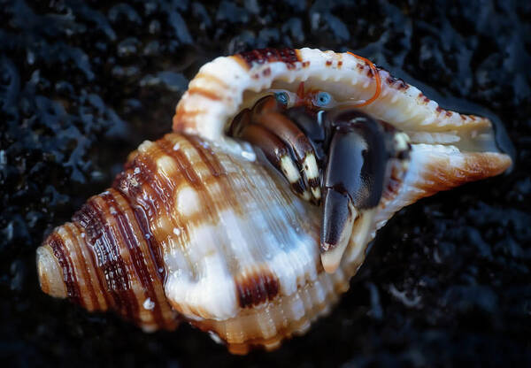 Hermit Crab Art Print featuring the photograph Hiding Place by Christopher Johnson