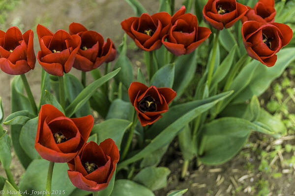 Tulips Art Print featuring the photograph High Definition Tulips by Mark Joseph