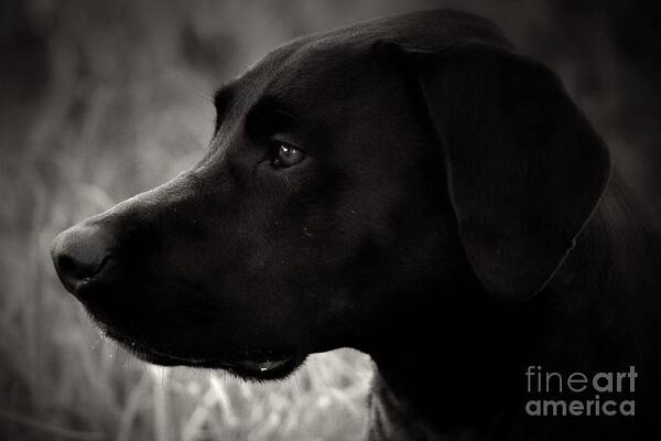 Black Dog Art Print featuring the photograph High Gloss by Clare Bevan