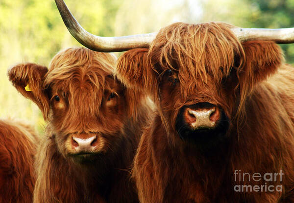 Cow Art Print featuring the photograph Highland Cows by Ang El