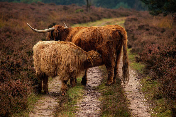 Animals Art Print featuring the photograph Highland Cows by Tim Abeln