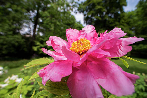 Highland Art Print featuring the photograph Highland Park Garden Rochester NY Purple Flower 2 by Toby McGuire