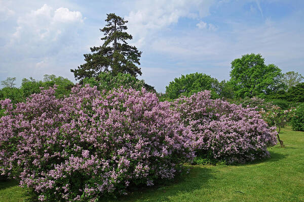 Highland Art Print featuring the photograph Highland Park Lilacs Rochester NY by Toby McGuire