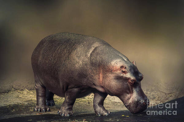 Wild Art Print featuring the photograph Hippo by Charuhas Images