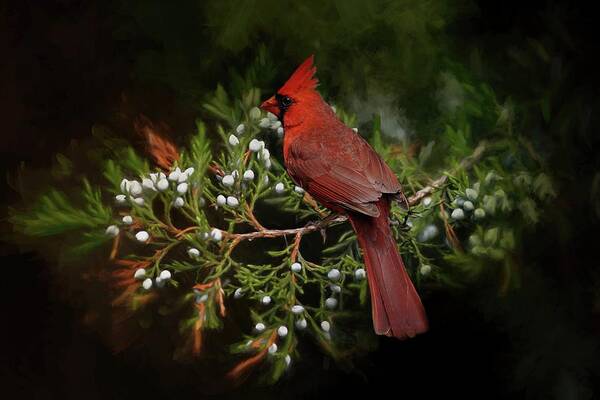 Winter Holiday Art Print featuring the photograph Holiday Red Cardinal by TnBackroadsPhotos