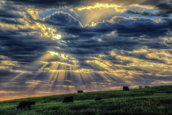 Sunbeam Art Print featuring the photograph Holy Cow by Fiskr Larsen