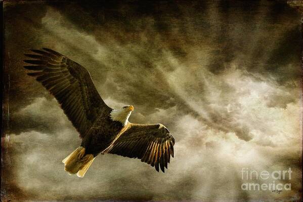 Eagles Art Print featuring the photograph Honor Bound by Lois Bryan