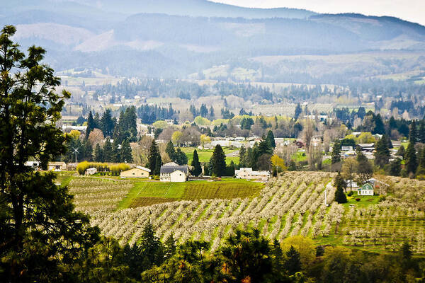 Orchards Art Print featuring the photograph Hood River by Albert Seger
