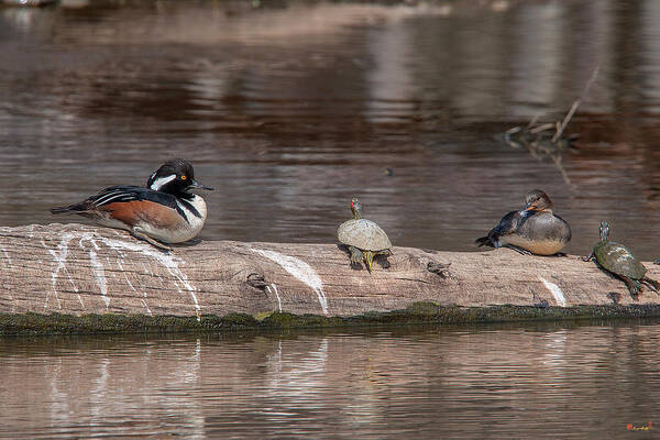 Nature Art Print featuring the photograph Hooded Merganser Pair Resting DWF0174 by Gerry Gantt