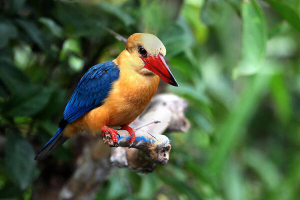  Art Print featuring the photograph Stork-billed Kingfisher by Darcy Dietrich